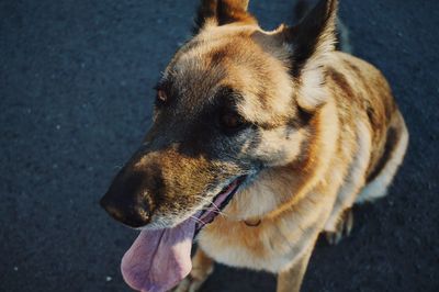 Close-up of dog looking away