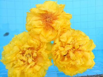 Close up of yellow flower