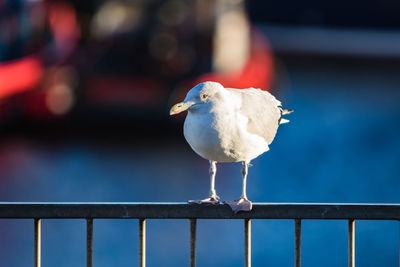 Close-up of seagull perching on railing