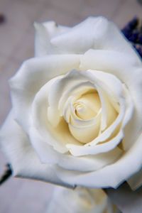 Close-up of white rose