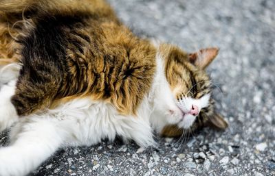 Close-up of cat sleeping