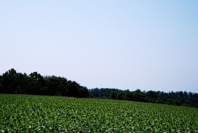 Scenic view of field against clear sky