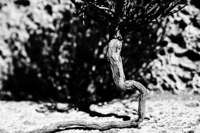 Close-up of lizard on tree trunk