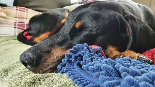 Close-up of dog sleeping