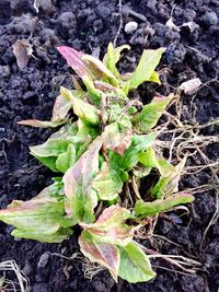 High angle view of plant