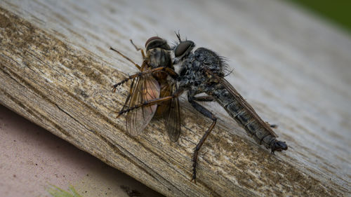 Close-up of insect on wood