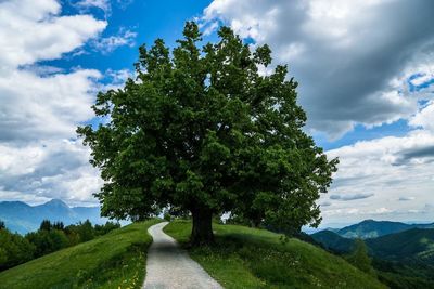 Road passing through forest against cloudy sky