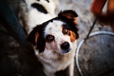 High angle portrait of dog sticking out tongue outdoors