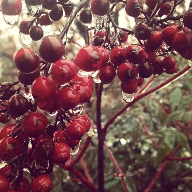 CLOSE-UP OF RED BERRIES GROWING ON TREE