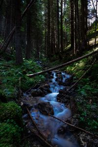 Stream flowing amidst trees in forest