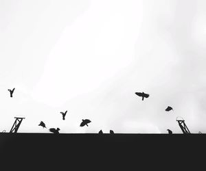 Low angle view of silhouette birds flying against clear sky