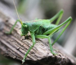 Close-up of insect on leaf