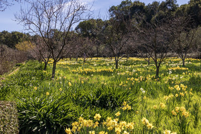 Scenic view of grassy field against trees