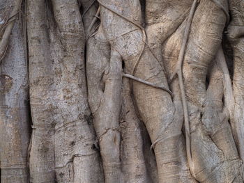 Full frame shot of tree trunk