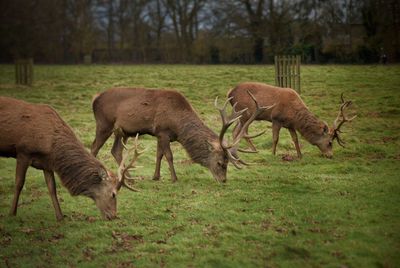 Three deer grazing on grassy field