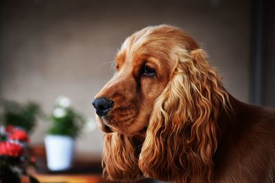 Close-up of dog looking away