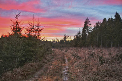 Scenic view of forest against sky during sunset