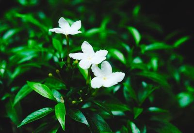 Close-up of white flowering plant