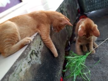 High angle view of a dog sleeping