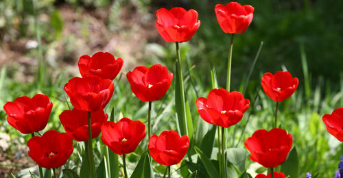 Close-up of red poppy flowers in bloom