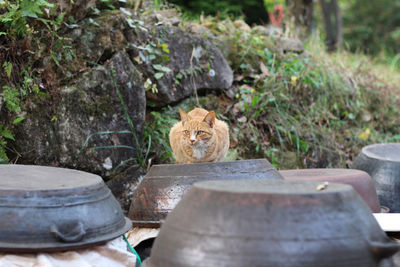 Cat on stone wall