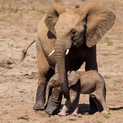 View of elephant with calf