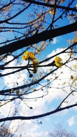 Low angle view of trees against blue sky