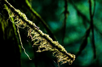 Close-up of water drops on plant