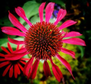 Close-up of red flower