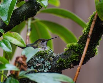 Close-up of bird perching on tree