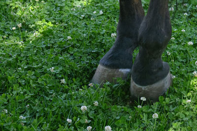 View of horse on field