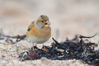 Close-up of bird perching on a land