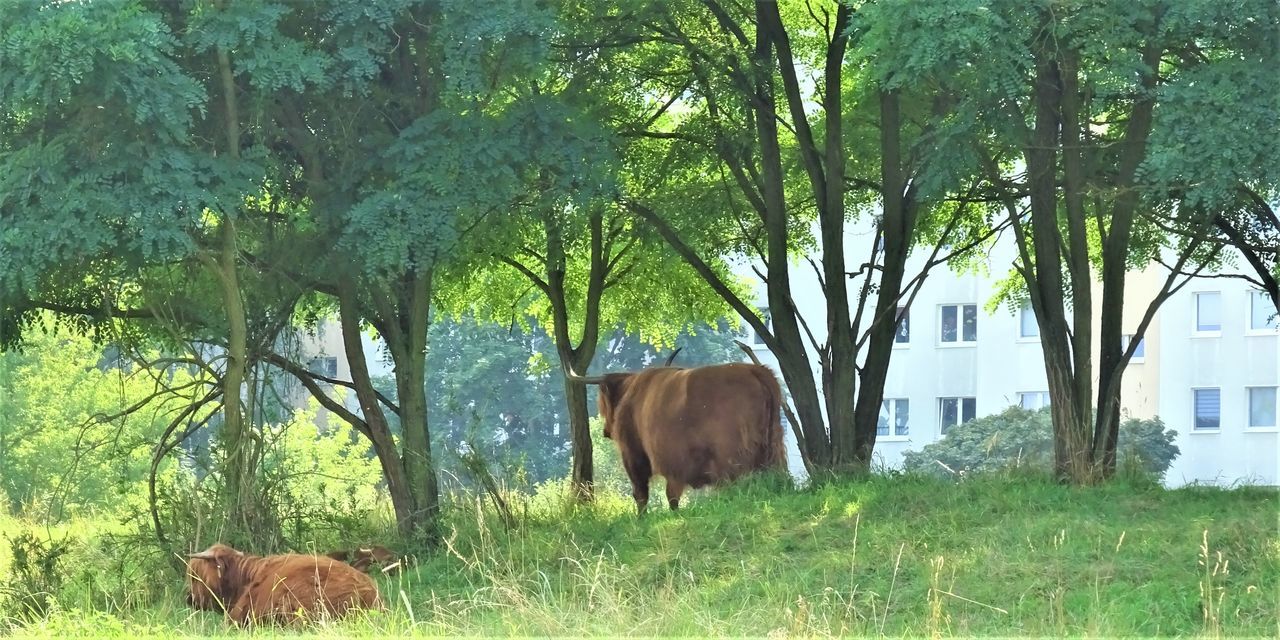 HORSE GRAZING IN THE FIELD