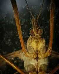 Close-up of bird