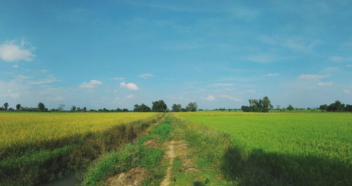 Scenic view of agricultural field against sky