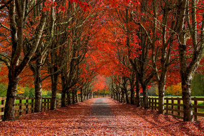 Footpath amidst trees during autumn