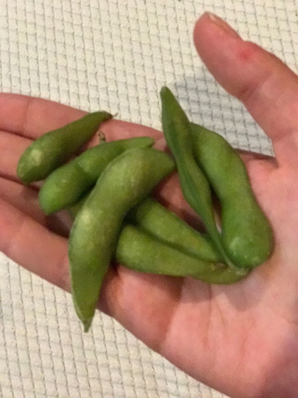 HIGH ANGLE VIEW OF WOMAN HAND HOLDING LEAF