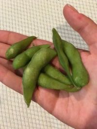 High angle view of hand holding leaf