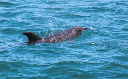 High angle view of dolphin swimming in sea