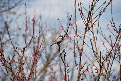 View of bird perching on tree