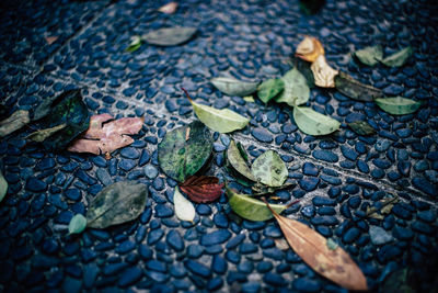 High angle view of leaves floating on water