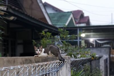 Cat sitting on a railing of a house