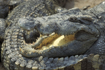 Close-up of crocodile