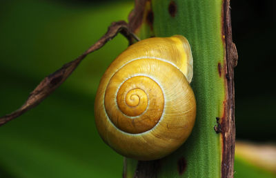A small snail that has attached itself to a dying part of a plant with its shell