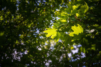 Low angle view of flowering plant