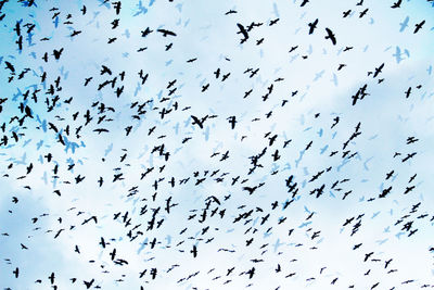 Flock of birds flying