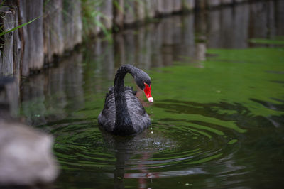 Black swan swimming in lake