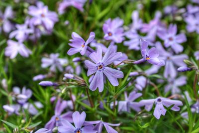Purple phlox flowers 
