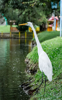 Bird in a lake