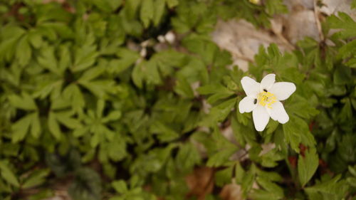 Close-up of flowers blooming outdoors